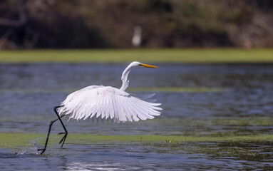 Intermediate egret (Ardea intermedia) snatching fish from oriental darter while fighting in river at forest.