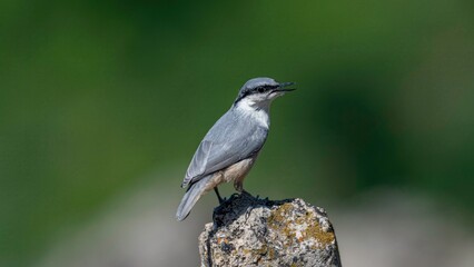Isolated close up portrait of a beautiful Nuthatch- Sitta bird in the wild with a beautiful green background- Armenia