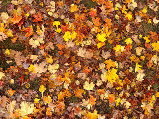 色とりどりのカエデの一面の紅葉をカナダのアルゴンキン公園で撮影
 leaves on one side of the colorful maple at Algonquin Park,Ontario,Canada 