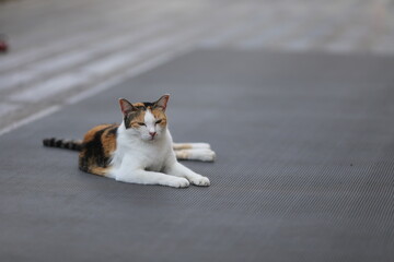 white cat on the ground