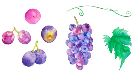水彩で描いたぶどうのイラストセット