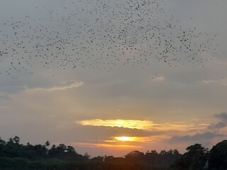 Birds go to home in evening in the beautiful  iland