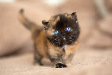 Extrem selten Rarität Britisch Kurzhaar kitten blue eyes Tortie