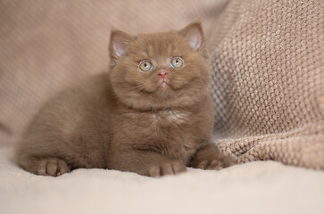 Kuschelige Samtpfoten Britisch Kurzhaar Katzenkinder