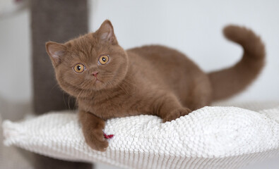 Edel Britisch Kurzhaar Katze kitten in braun cinnamon