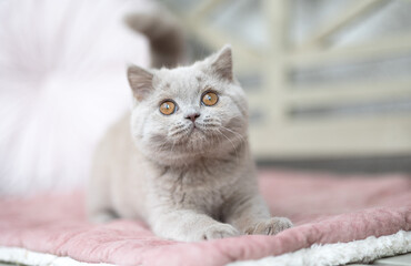 Kuschelige Samtpfoten Britisch Kurzhaar Katzenkinder