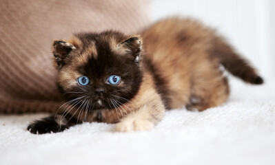Extrem selten Rarität Britisch Kurzhaar kitten blue eyes Tortie