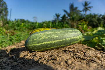 Harvesting cucumber suri. Timun suri or cucumber fruit. Popular fruit in Indonesia taste soft and...