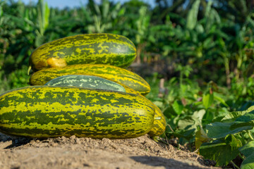 Harvesting cucumber suri. Timun suri or cucumber fruit. Popular fruit in Indonesia taste soft and...