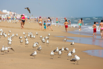 Seagulls on the beach