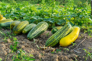 Harvesting cucumber suri. Timun suri or cucumber fruit. Popular fruit in Indonesia taste soft and...