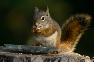Baby squirrel is  eating peanuts from the feeder in the garden.