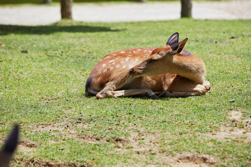 deer on the grass in the park