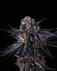 Top Cola with visible trichomes on a beautiful Cannabis Plant on black