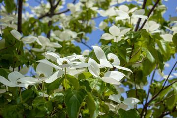 夏の満開の白い花　ヤマボウシ
