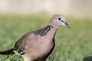 Close up portrait of a spotted dove pigeon bird