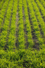 秋の緑のムギ畑