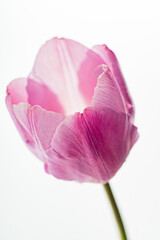 fresh tulip on the white background