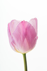 fresh tulip on the white background