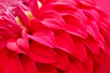 鮮やかな紅色のダリアの花びらテクスチャー（マクロレンズ使用・屋外自然光・接写写真）