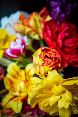 spring flowers on the dark background