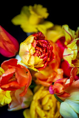 spring flowers on the dark background