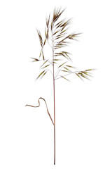 Obraz premium Botanical Collection. Wild grass Barren Brome isolated on white background.