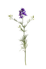 Fototapeta na wymiar Botanical collection. Wild meadow flower Consolida ajacis purple isolated on a white background. Element for creating design, postcard, pattern, floral arrangement, wedding cards and invitation.