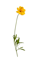 Selbstklebende Fototapete Wiese, Sumpf Botanical Collection. Yellow flower Lanceleaf Coreopsis isolated on white background. Element for creating design, postcard, pattern, floral arrangement, wedding cards and invitation.