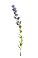 Botanical collection. Wildflower Echium vulgare isolated on white background.