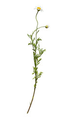 Botanical Collection. White wild daisy isolated on white background.