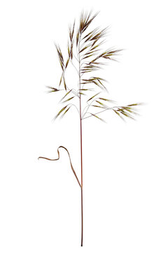 Botanical Collection. Wild grass Barren Brome isolated on white background.