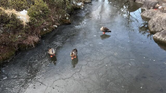 池に張った滑りやすい氷の上にいる可愛い鴨たち。