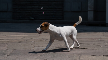 Cute dog jack russell terrier catching soap bubbles outdoors. 