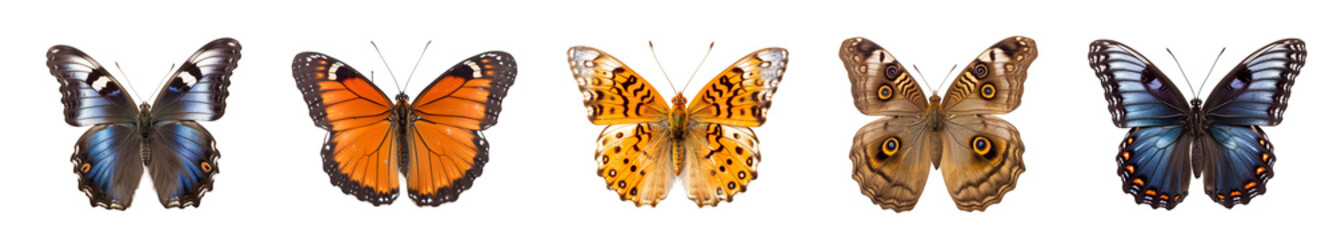 Fototapeta na wymiar collection of different colorful butterflies isolated on transparent white background 