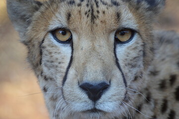 Cheetah