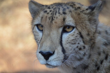 Cheetah