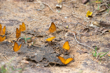 Butterflies on the ground in a garden