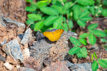 Butterfly sitting on a stone