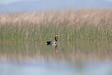 Red-crested Pochard, Male, The reflection of the reeds in the background creates a beautiful backdrop on the still water.