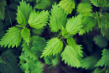leaves of burning nettle as a background. Beautiful nettle texture. View from above. Space for copying. Can be used as a template. High quality photo