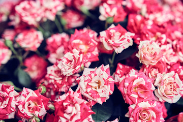 A beautiful pink rose flower of a tea-hybrid Variegated Fantasy in a bouquet. Pink rose background , template for your product. High quality photo