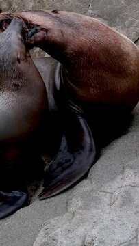 northern fur seal eared seals small cub climbs on his mother looking for breasts wants milk seals rest on the shore family relationships between animals mammals Vancouver Aquarium, BC, Canada