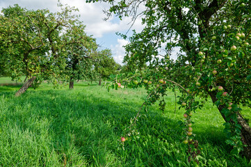 orchard with apple trees, summer in southern Germany