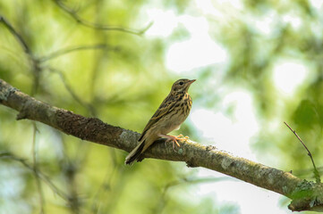 The tree pipit (Anthus trivialis) is a small passerine bird which breeds across most of Europe and the Palearctic as far East as the East Siberian Mountains