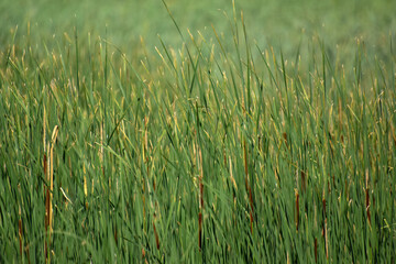Grass is a type of plant with narrow leaves growing from the base