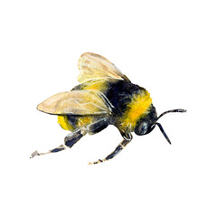 Watercolor illustration of a bee hand-drawn on white background. Realistic animal picture for icon or logo, designs and greetings