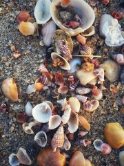 Fototapeta premium seashells on the beach
