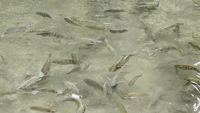 Nile Tilapia fish in pond on southeast asian. The Nile tilapia is a species of tilapia, a cichlid fish native to Africa.