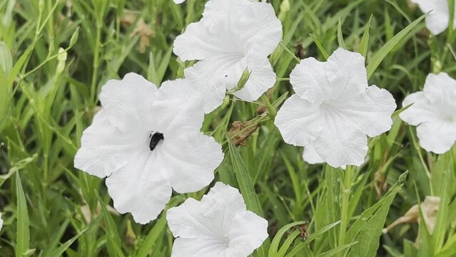 Dwarf White Ruellia ,White Mexican petunia or Katie Dwarf White,  is a blooming in garden.